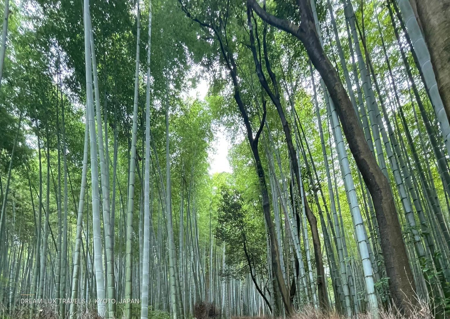 Tall green bamboo lining the Arashiyama Bamboo Grove in Kyoto.